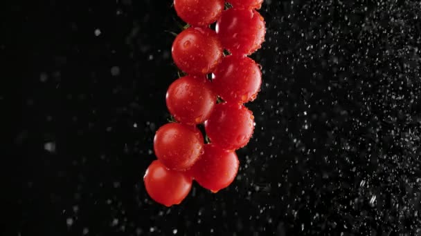 Juicy racimo maduro de tomates rojos rociados con agua. Fondo negro en iluminación de estudio suave. Verduras húmedas ecológicas en gotas de agua. Producto agrícola saludable. De cerca. Movimiento lento. — Vídeo de stock