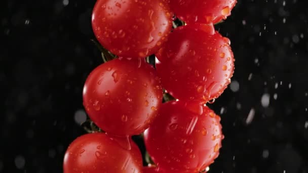 Närbild, detalj röda mogna tomater på en gren i vattning av droppar. Svart bakgrund i mjuk studiobelysning. Makro skott av grönsaker i droppar och stänk av vatten. Långsamma rörelser. — Stockvideo