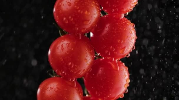 Cerca, detallen los tomates rojos maduros en la rama en el vidriado por las gotitas. Fondo negro en iluminación de estudio suave. Macro de verduras en gotas y salpicaduras de agua. Movimiento lento. — Vídeo de stock