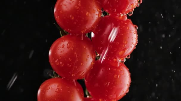 Close up, detail red ripe tomatoes on a branch in watering by droplets. Black background in soft studio lighting. Macro shot of vegetables in drops and splashes of water. Slow motion. — Stock Video