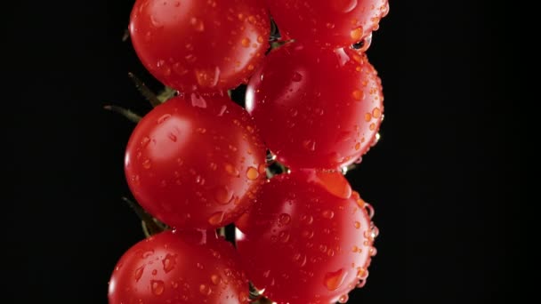 Kameran glider över en gren av mogna röda tomater i droppar vatten mot en svart bakgrund med mjuk studiobelysning. Ett gäng våta körsbärstomater med blanka droppar. Sakta i backarna. Närbild. — Stockvideo