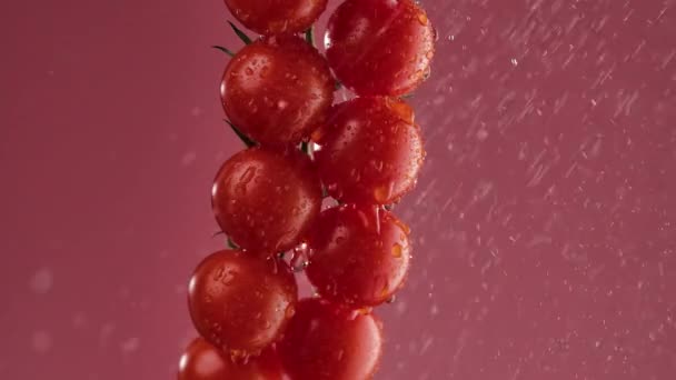 Grappolo di pomodori maturi rossi in super slow motion irrigazione da goccioline. Un mazzo di pomodori bagnati cosparso d'acqua. Sfondo rosa in morbida illuminazione da studio. Filmato di pomodorini freschi ciliegia. Da vicino.. — Video Stock