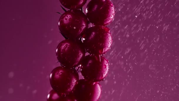 Les tomates mûres se regroupent en arrosage au ralenti par gouttelettes. Bouquet de tomates mouillées saupoudrées d'eau. Fond violet dans un éclairage studio doux. Images de tomates fraîches cerise. Gros plan. — Video