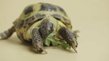 Bir kaplumbağa, bej bir arka planda, stüdyoda sulu yeşil bir karahindiba yaprağını çiğniyor. Egzotik bir sürüngen yemek yer. Hayvanlar alemindeki otçul bir hayvanın portresi. Kapat..