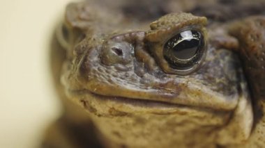 Macro portresi Cane Toad, Bufo marinus, stüdyoda bej bir arka planda oturuyor. Rhinella marinası ya da zehirli kurbağa evcil hayvan çiftliği. Siğilli, kahverengi amfibik kurbağa ağzı. Kapat..