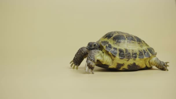 Kura kura mengunyah makanan. Profil reptil herbivora terisolasi di latar beige di studio. Potret hewan eksotis dengan baju besi. Tutup.. — Stok Video