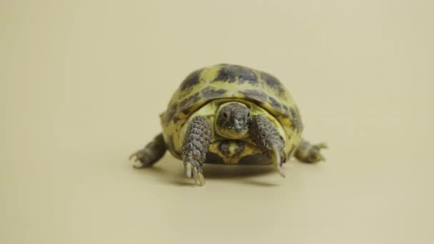 Uma tartaruga gira se move a pé no estúdio em um fundo bege. Retrato de comprimento total de um réptil herbívoro com armadura. Um animal exótico vivo natural no jardim zoológico tocável. Fechar. — Vídeo de Stock