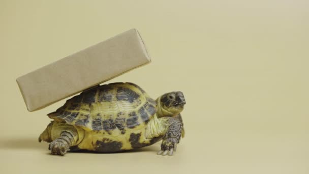 Profile of a turtle with a cardboard box on a shell on a beige background in the studio. An exotic reptile delivers a holiday gift. Portrait of a herbivore pet, animal world. Close up. — Stock Video