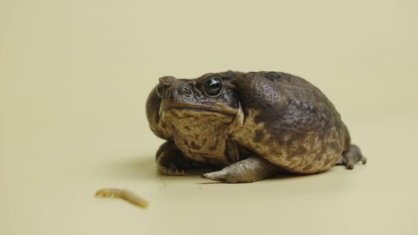 스튜디오의 베이지 배경에 앉아 있는 부포 마리노 (Bufo marinus) 의 캐네 토어 드 (Cane Toad) 입니다. Rhinella marina 또는 Poisvent toad of petting zoo. 갈색의 커다란 개구리입니다. 닫아. — 비디오