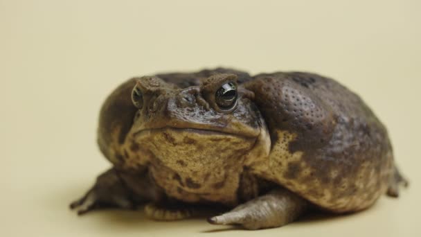 Cane Toad, Bufo marinus, seduto su uno sfondo beige nello studio. Rhinella marina o rospo velenoso sì di zoo petting. Grande rana anfibia marrone verruca. Animale esotico tossico. Da vicino.. — Video Stock