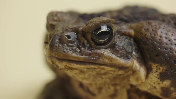 Cane Toad, Bufo marinus 는 스튜디오의 베이지 배경에 앉아 있습니다. Rhinella marina 또는 Poisvent toad of petting zoo. 갈색의 커다란 개구리입니다. 독성 이 있는 이국적 인 동물. 닫아. — 비디오