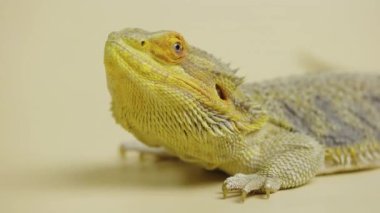 Kertenkele sakallı agama ya da Pogona vittisepsleri stüdyoda bej arka planda izole edilmiş. Dokunulabilir hayvanat bahçesinde pullu ejderha sürüngeni. Avustralya egzotik çöl hayvanı. Kapat..