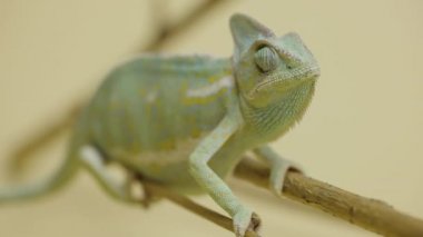 Bir bukalemun bir dala oturur ve beyaz bir arka plana yakından bakar. Hayvanların çekim stüdyosu. Kamuflaj derisi olan kertenkele gözünü oynatmış. Dokunulabilir hayvanat bahçesinde pullu ejderha sürüngeni..