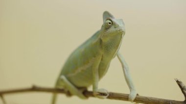 Renkli bukalemun dala oturur ve bej arkaplana yakından bakar. Hayvanların çekim stüdyosu. Kamuflaj derisi olan kertenkele gözünü oynatmış. Dokunulabilir hayvanat bahçesinde pullu ejderha sürüngeni..