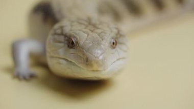 Doğu Mavi Dil Kertenkelesi Tiliqua scincoides bej arka planda dilini öne çıkarıyor. Hayvanların çekim stüdyosu. Dokunulabilir hayvanat bahçesinde pullu ejderha sürüngeni. Kapat..