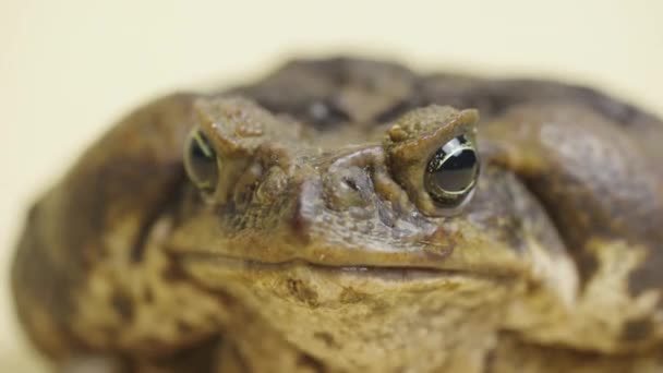 Macro portrait Cane Toad, Bufo marinus 는 스튜디오의 베이지 배경에 앉아 있다. Rhinella marina 또는 Poisvent toad of petting zoo. 갈색의 커다란 개구리의 입입니다. 닫아. — 비디오