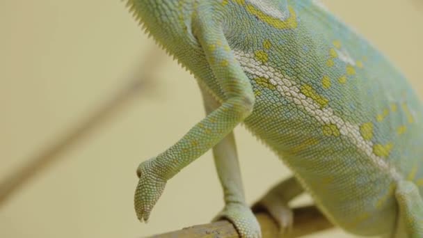 A chameleon sits on a branch and looks around in close up on a white background. Studio shooting of animals. Lizard with camouflage skin has moved his eye. Scaled dragon reptilian in touchable zoo. — Stock Video