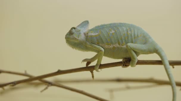 Colorful chameleon sits on branch and looks around in close up on beige background. Studio shooting of animals. Lizard with camouflage skin has moved his eye. Scaled dragon reptilian in touchable zoo. — Stock Video