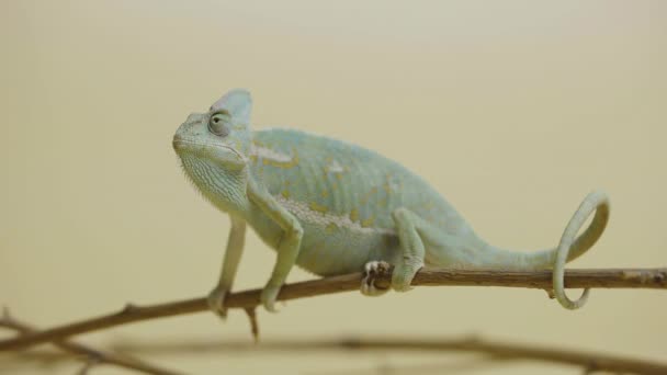 Camaleón colorido se sienta en la rama y mira a su alrededor de cerca sobre fondo beige. Estudio de tiro de animales. Lagarto con piel de camuflaje ha movido su ojo. Reptiliano dragón escamado en zoológico tocable. — Vídeos de Stock