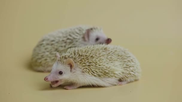 Two African whitebellied hedgehogs chew food in the studio on a white background. Portrait of exotic predators munching food. Spiny mammals with needles. Spiny erinaceus. Wild wildlife. Close up. — Stock Video