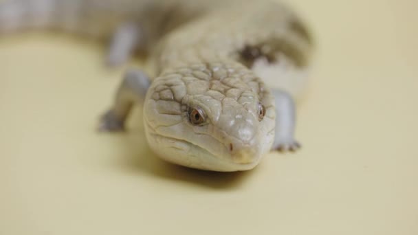 Eastern Blue Tongue Lizard Tiliqua scincoides sticks out his tongue on a beige background. Studio shooting of animals. Scaled dragon reptilian in touchable zoo. Close up. — Stock Video