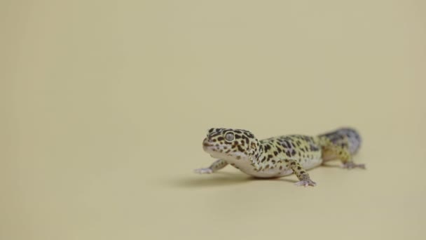 Forma estándar de geco de leopardo, Eublepharis macularius sobre fondo beige. Estudio de tiro de animales. Pequeño reptil manchado en un zoológico tocable. Longitud total. De cerca.. — Vídeos de Stock