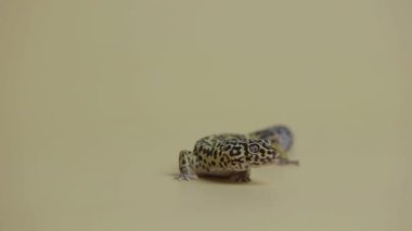 Leopar kertenkelesi standart formu, bej arka planda Eublepharis macularius. Hayvanların çekim stüdyosu. Dokunulabilir hayvanat bahçesinde küçük bir sürüngen görüldü. Tam boy. Kapat..