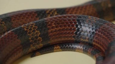 Sinaloan süt yılanı, bej arka planda Lampropeltis triangulum sinaloae. Dokunulabilir hayvanat bahçesinin teraryumunda çizgili kral yılan. Yılan derisi desenli pullarla kaplıdır..