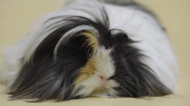 Kabarık tüylü Sheltie kobayı stüdyoda bej arka planda izole edilmiş. Dokunulabilir hayvanat bahçesinde uzun, güzel saçlı, siyah beyaz evcil hayvan. Hayvanların çekim stüdyosu. Kapat..