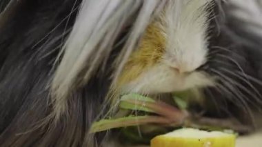 Fluffy Sheltie kobayı bej arka planda yeşil karahindiba yaprakları yiyor. Dokunulabilir hayvanat bahçesinde uzun, güzel saçlı, siyah beyaz evcil hayvan. Hayvanların çekim stüdyosu. Kapat.