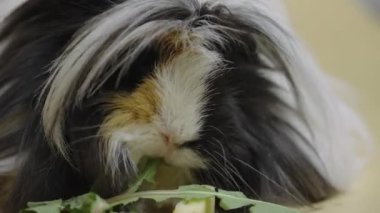 Fluffy Sheltie kobayı bej arka planda yeşil karahindiba yaprakları yiyor. Dokunulabilir hayvanat bahçesinde uzun, güzel saçlı, siyah beyaz evcil hayvan. Hayvanların çekim stüdyosu. Kapat.