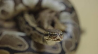 Royal Python ya da Python Rejimi, bej arka planda ahşap bir çıkmazda. Sürünen ve kameraya bakan benekli bir yılan. Pul pul kıvrılmış sürüngen. Kapat..