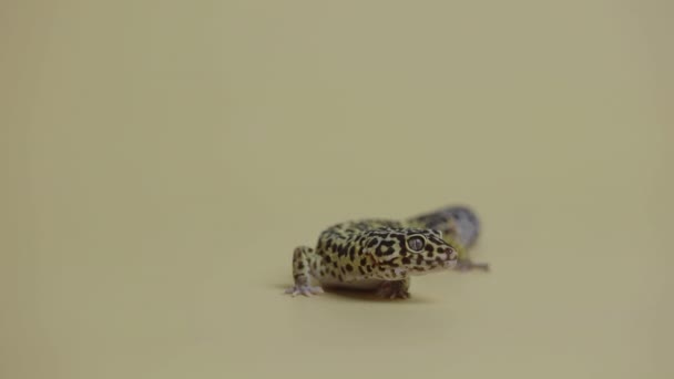 Forma estándar de geco de leopardo, Eublepharis macularius sobre fondo beige. Estudio de tiro de animales. Pequeño reptil manchado en un zoológico tocable. Longitud total. De cerca.. — Vídeos de Stock