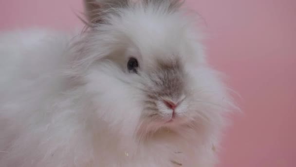 Conejo gris blanco olfateando, mirando a su alrededor, sobre fondo rosa. Hermosa Pascua de conejito. Lindo conejo esponjoso. Estudio de tiro de animales. Mascota con orejas largas, vacaciones para niños en zoológico tocable. De cerca. — Vídeos de Stock