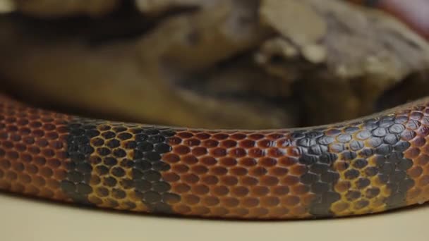 Sinaloan milk snake, Lampropeltis triangulum sinaloae, twisted around wooden branch in studio on a beige background. King snake in terrarium of touchable zoo. Snake skin with textured scales close up. — Stock Video