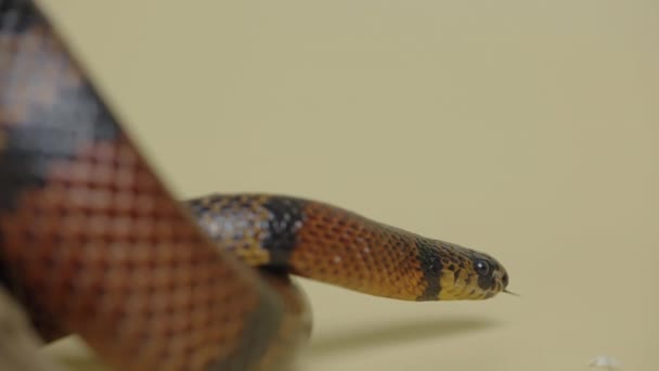 Serpente di latte sinaloide, Lampropeltis triangulum sinaloae in studio su sfondo beige. Il serpente reale a strisce nel terrario dello zoo toccabile. Pelle di serpente con scale strutturate da vicino. — Video Stock