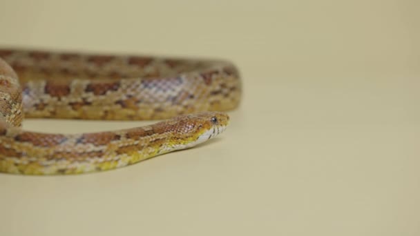 Tiger Python molurus bivittatus morph albine burmesiska på en beige bakgrund i studion. En brun orm med fjällig hud. Orm kryper över ytan. Närbild. — Stockvideo