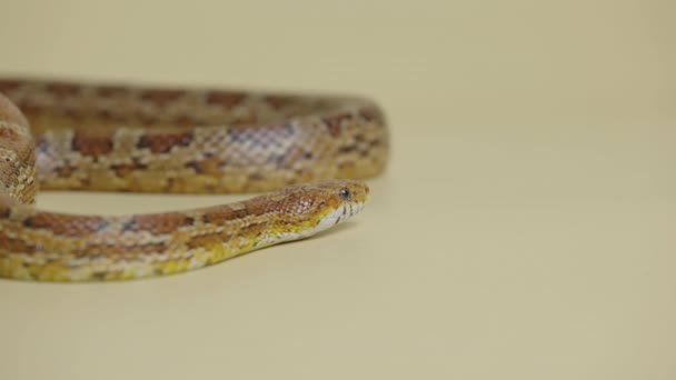 Tiger Python molurus bivittatus morph albine birmese sobre fondo beige en el estudio. Una serpiente marrón con piel escamosa. Serpiente arrastrándose sobre la superficie. De cerca.. — Vídeo de stock