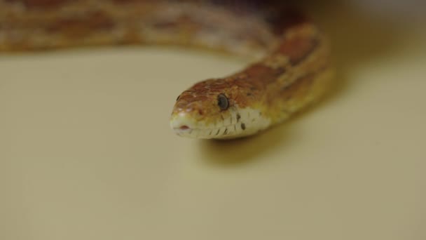 Tiger Python molurus bivittatus morph albine burmese sticking out her tongue on a beige background in the studio. A brown snake with scaly skin. Close up. — Stock Video