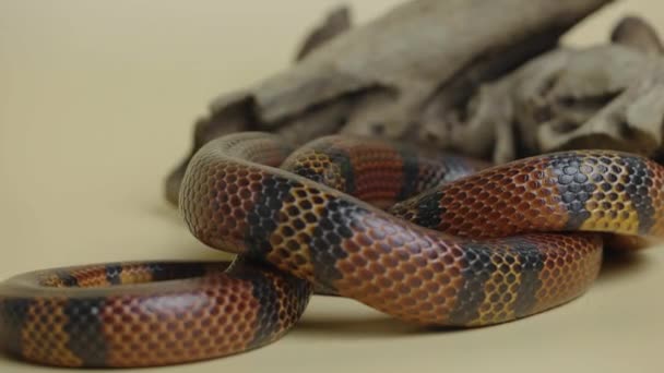 Sinaloan milk snake, Lampropeltis triangulum sinaloae, twisted around wooden branch in studio on a beige background. King snake in terrarium of touchable zoo. Snake skin with textured scales close up. — Stock Video