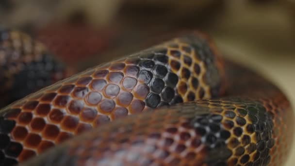 Синалоанская молочная змея, Lampropeltis triangulum sinaloae в студии на бежевом фоне. Полосатая королевская змея в террариуме трогательного зоопарка. Змеиная кожа с текстурированными чешуйками. — стоковое видео