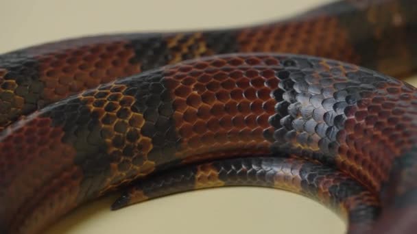 Serpente di latte sinaloide, Lampropeltis triangulum sinaloae in studio su sfondo beige. Il serpente reale a strisce nel terrario dello zoo toccabile. Pelle di serpente con scale strutturate da vicino. — Video Stock