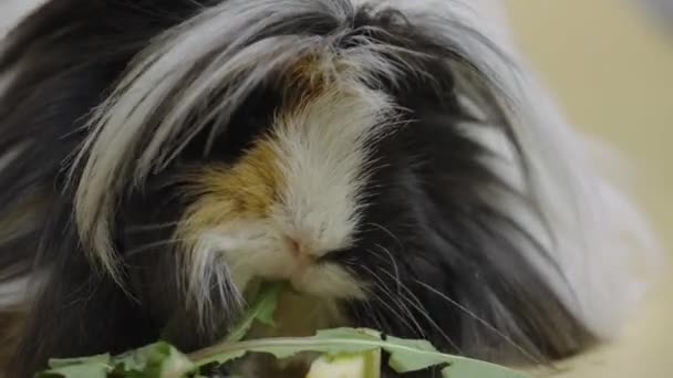 Fluffy Sheltie guinea pig eating green dandelion leaves on beige background in studio. Tame pet of black and white color with long beautiful hair in touchable zoo. Studio shooting of animals. Close up — Stock Video