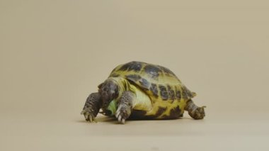 Bir kaplumbağa, bej bir arka planda, stüdyoda sulu yeşil bir karahindiba yaprağını çiğniyor. Egzotik bir sürüngen yemek yer. Hayvanlar alemindeki otçul bir hayvanın portresi. Kapatın. Yavaş çekim.