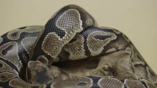 Python real o Python regius en el enganche de madera en el estudio sobre un fondo beige. Una serpiente con un patrón manchado gateando y mirando a la cámara. Reptil escamoso retorcido en un rizo. De cerca.. — Vídeos de Stock