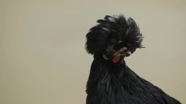 Black white crested polish chicken at white background in studio on a beige background. A crested bird with a magnificent unique hairdo. Cheerful poultry in touchable zoo. Close up. — Stock Video