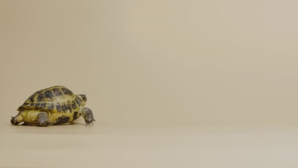 Una linda tortuga camina en el estudio sobre un fondo beige. Retrato completo de un reptil herbívoro con armadura. Un animal exótico vivo natural en un zoológico tocable. — Vídeos de Stock