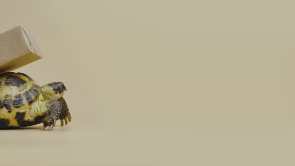 Профиль черепахи с картонной коробкой на раковине на бежевом фоне в студии. Экзотическая рептилия доставляет праздничный подарок. Портрет травоядного питомца, животного мира. Закрывай. Медленное движение. — стоковое видео