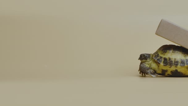 Perfil de una tortuga con una caja de cartón sobre una concha sobre un fondo beige en el estudio. Un reptil exótico entrega un regalo de vacaciones. Retrato de una mascota herbívora, mundo animal. De cerca. Movimiento lento. — Vídeos de Stock
