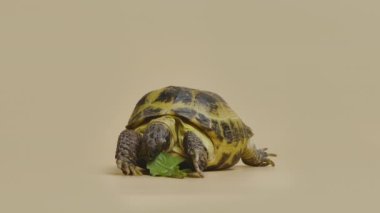 Bir kaplumbağa, bej bir arka planda, stüdyoda sulu yeşil bir karahindiba yaprağını çiğniyor. Egzotik bir sürüngen yemek yer. Hayvanlar alemindeki otçul bir hayvanın portresi. Kapatın. Yavaş çekim.